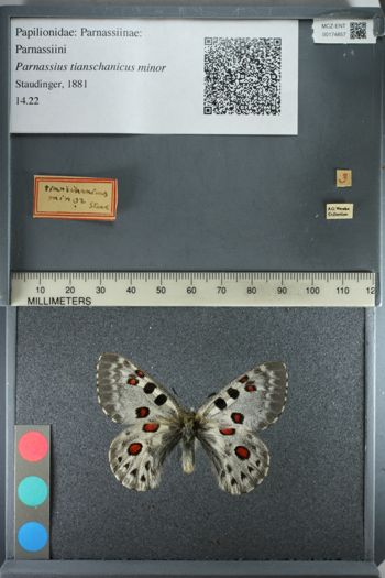Media type: image;   Entomology 174857